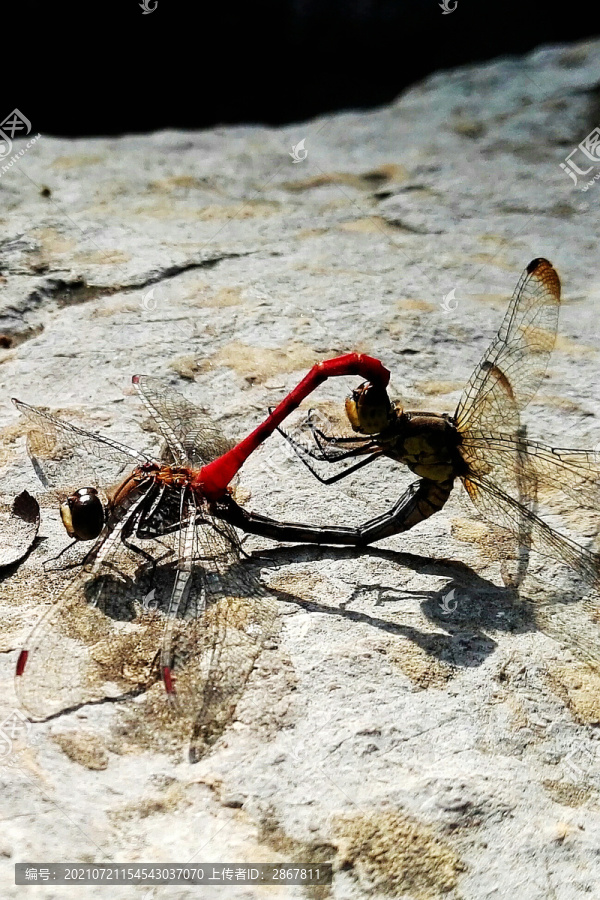 蜻蜓交尾心形