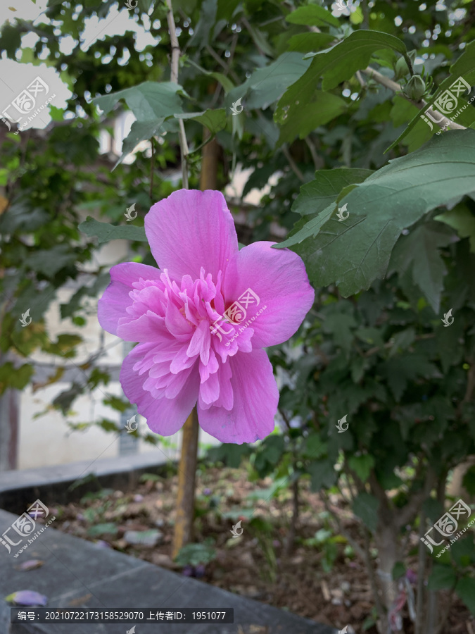 花朵