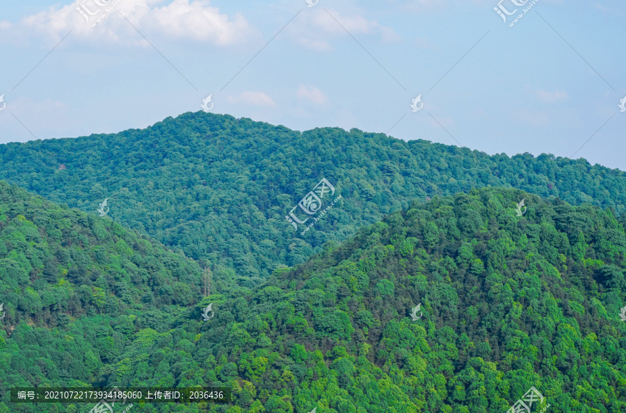 大山里的森林