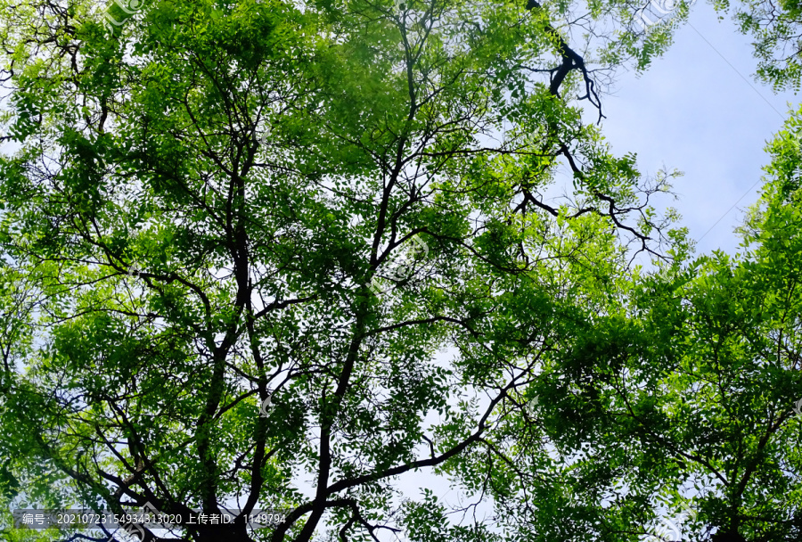 大树