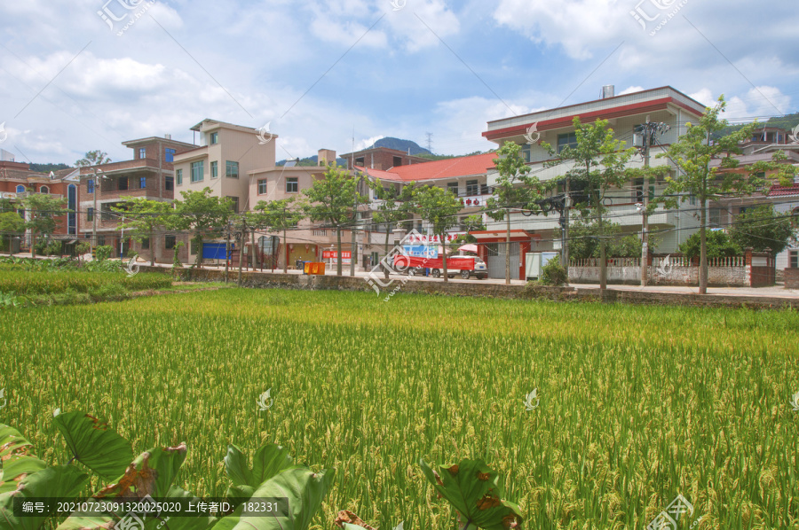 樟脚村乡土风景