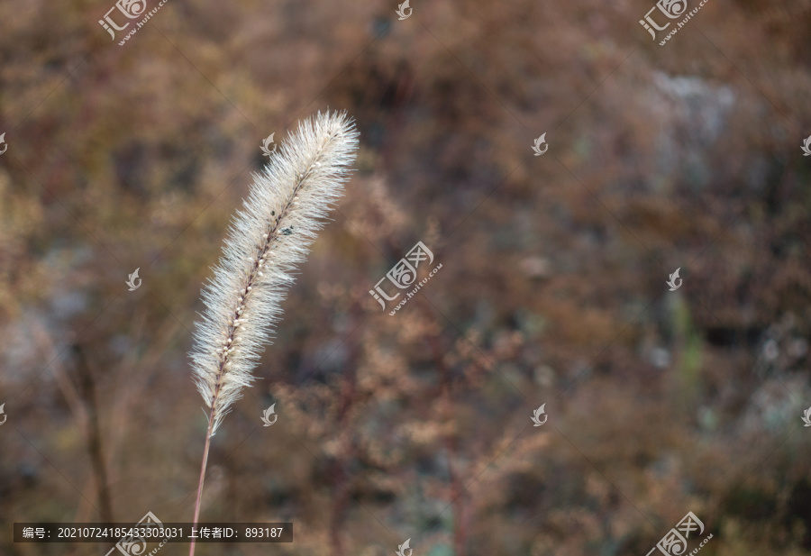 深秋枯黄的狗尾巴草