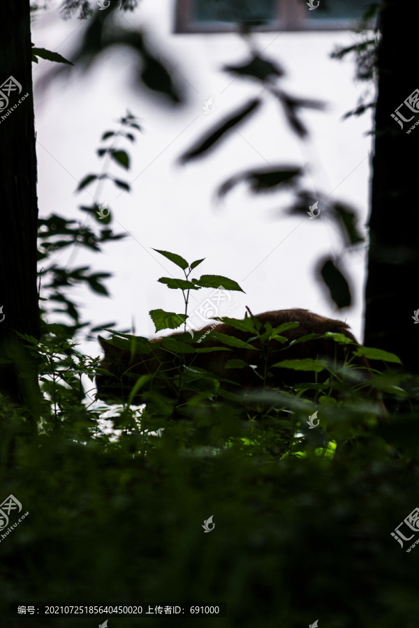 早晨山坡树林里的野猫剪影