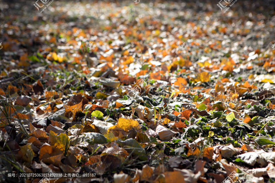 秋天满地的黄叶