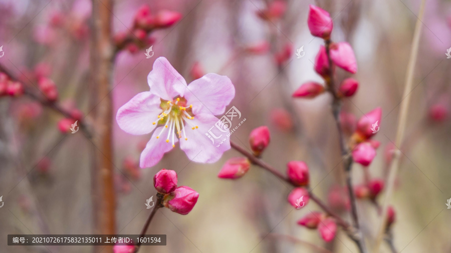 桃花