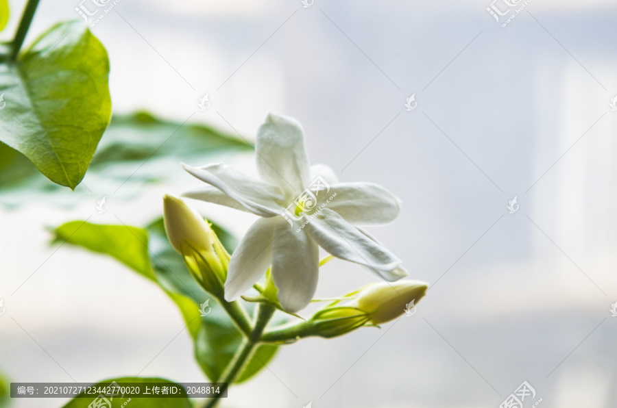 植物花卉