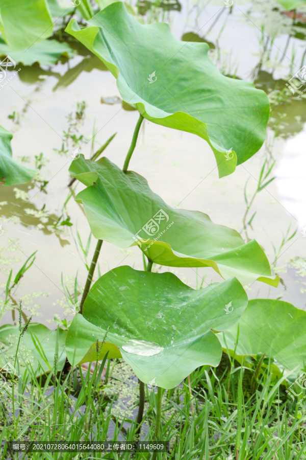 池塘里的荷花叶子