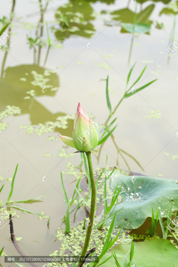 池塘里的荷花叶子