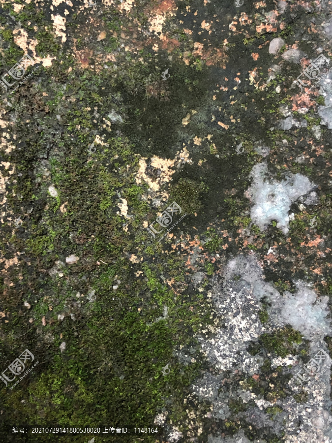 苔藓背景图