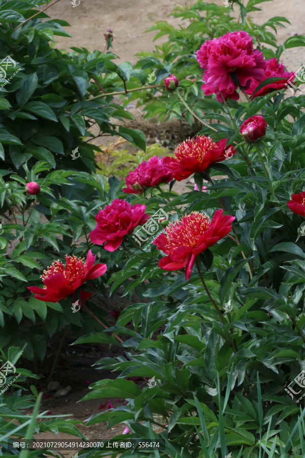 芍药花