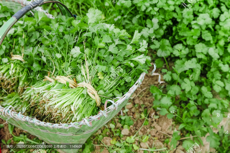 地里种着蔬菜