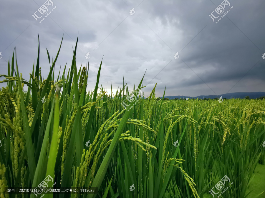 未成熟的水稻