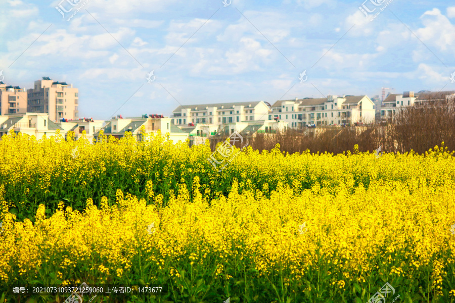 油菜花