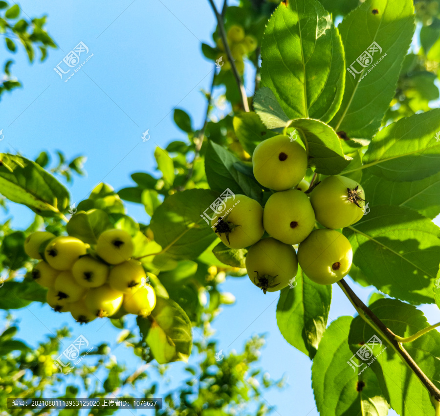 生长的苹果