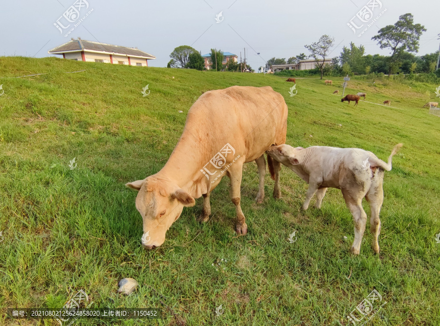 小牛吸允妈妈乳汁