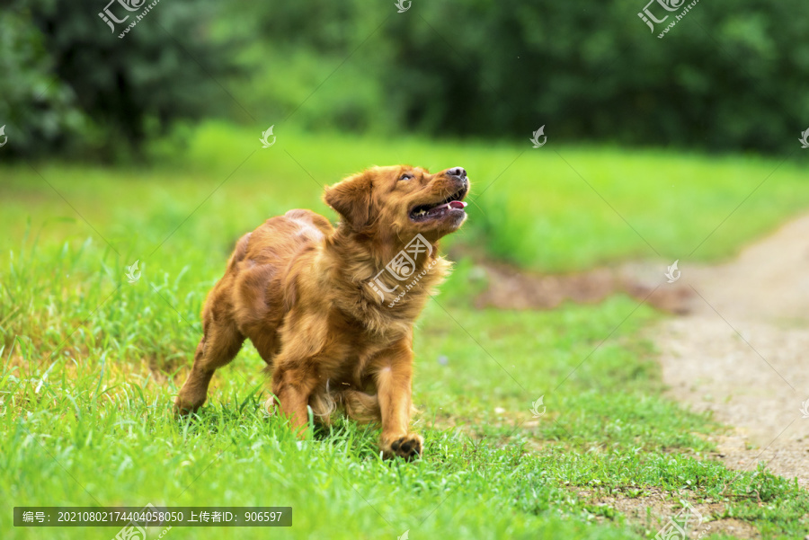 金毛犬