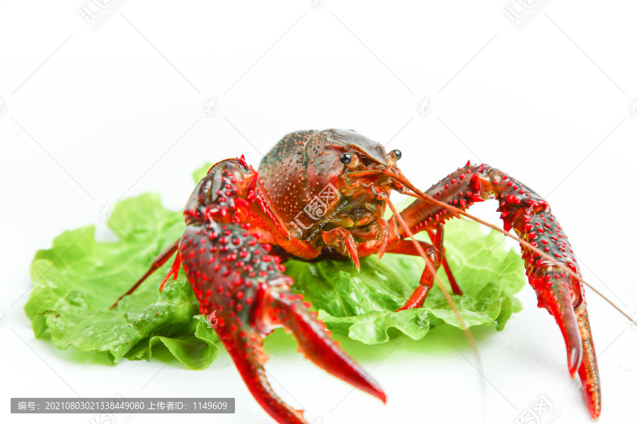 白底上的菜叶上放着一只虾
