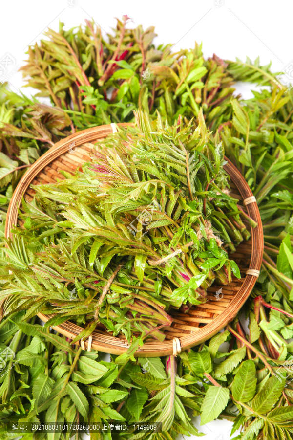 浅底上放着沂蒙山香椿芽