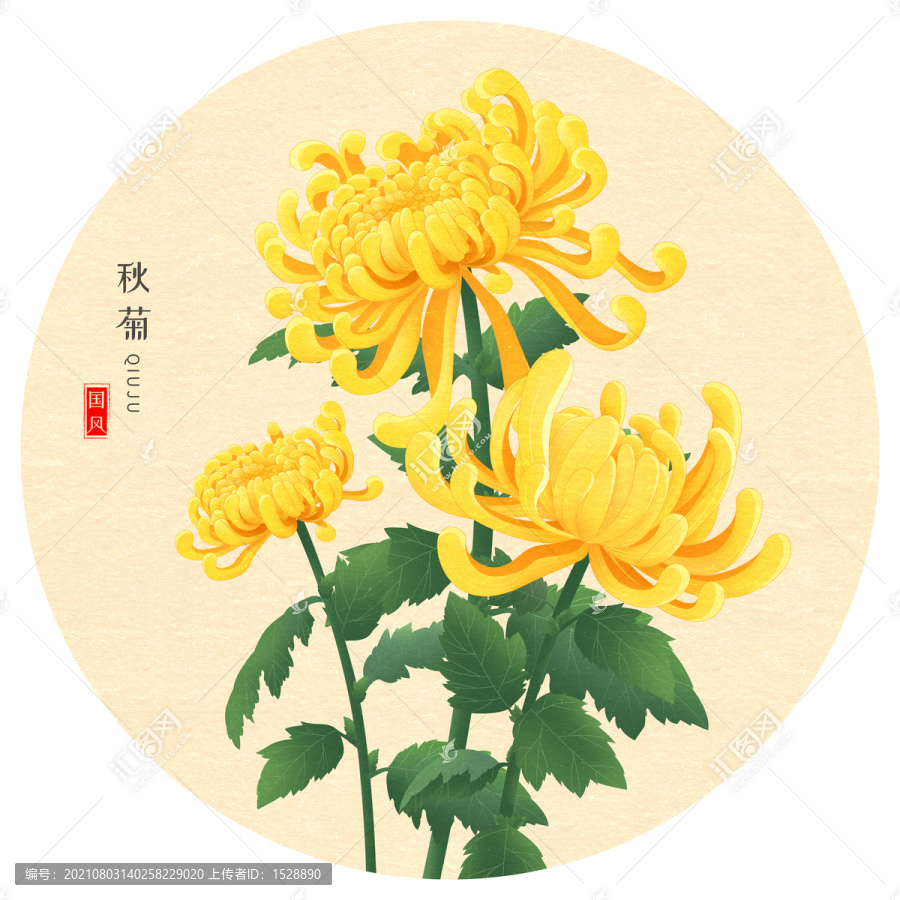 手绘菊花