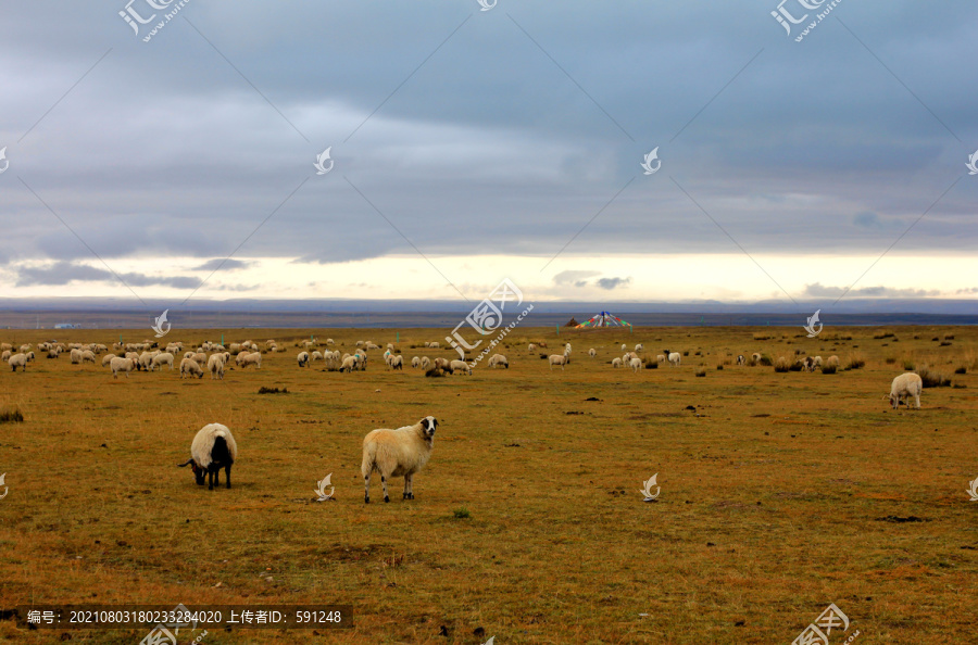 青海湖风景羊群摄影原创作品