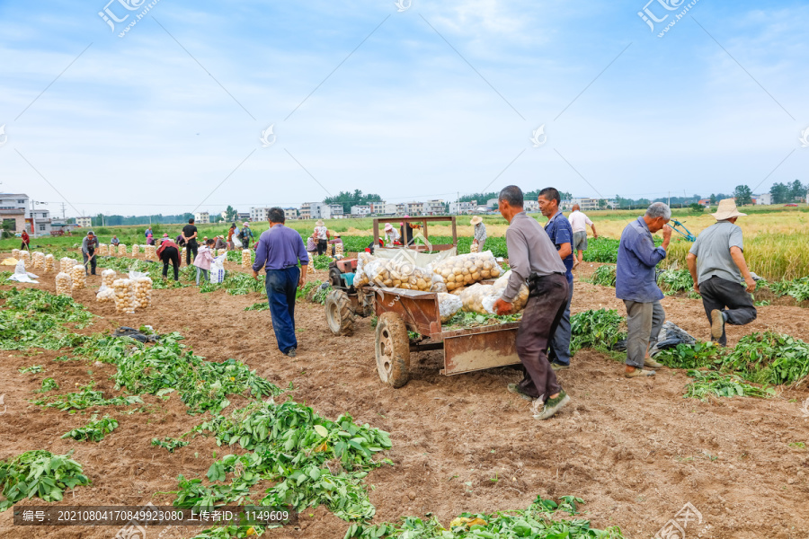 农民正在运输土豆