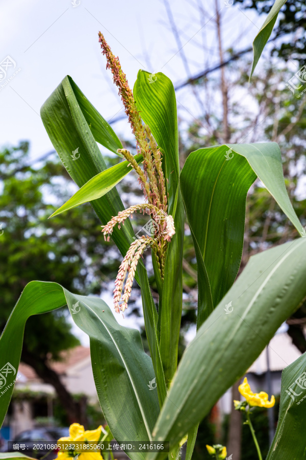 玉米花