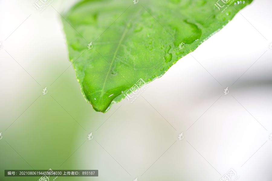 绿色树叶叶片上的小水珠特写