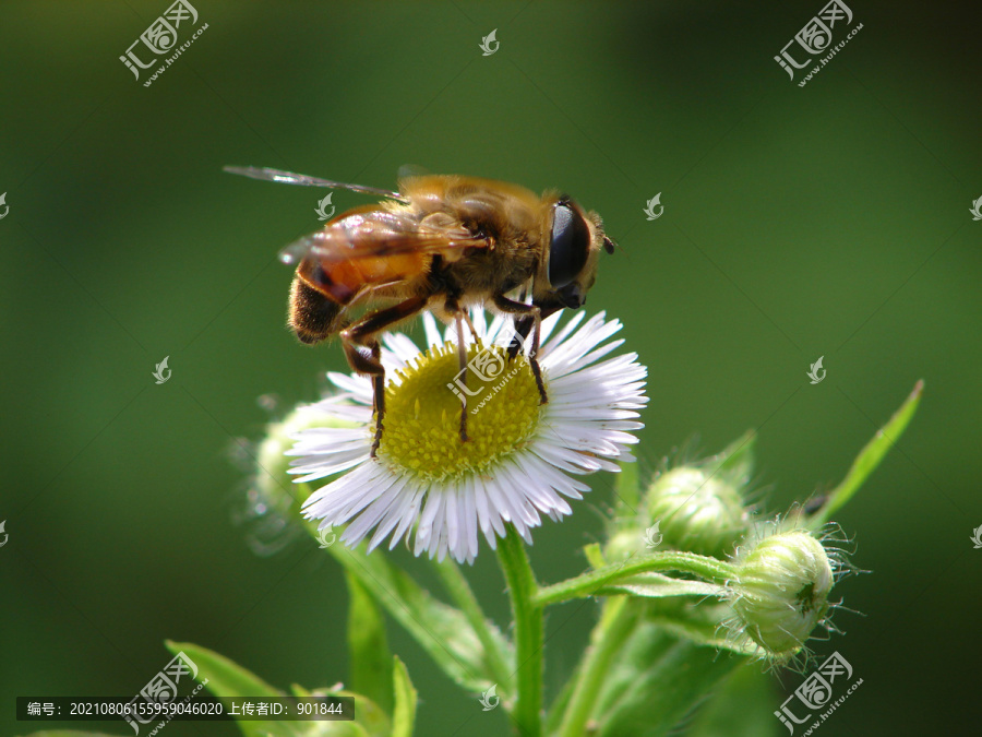 拟态蜜蜂的长尾管蚜蝇
