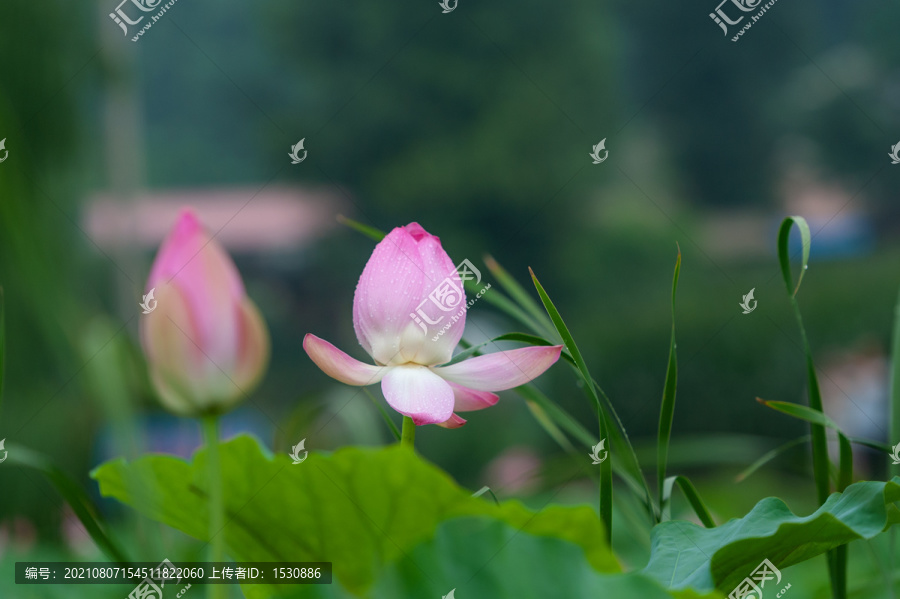 大雨过后的荷花