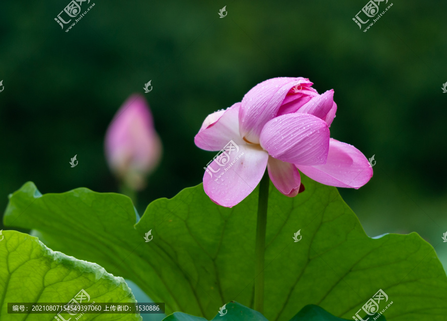 大雨过后的荷花