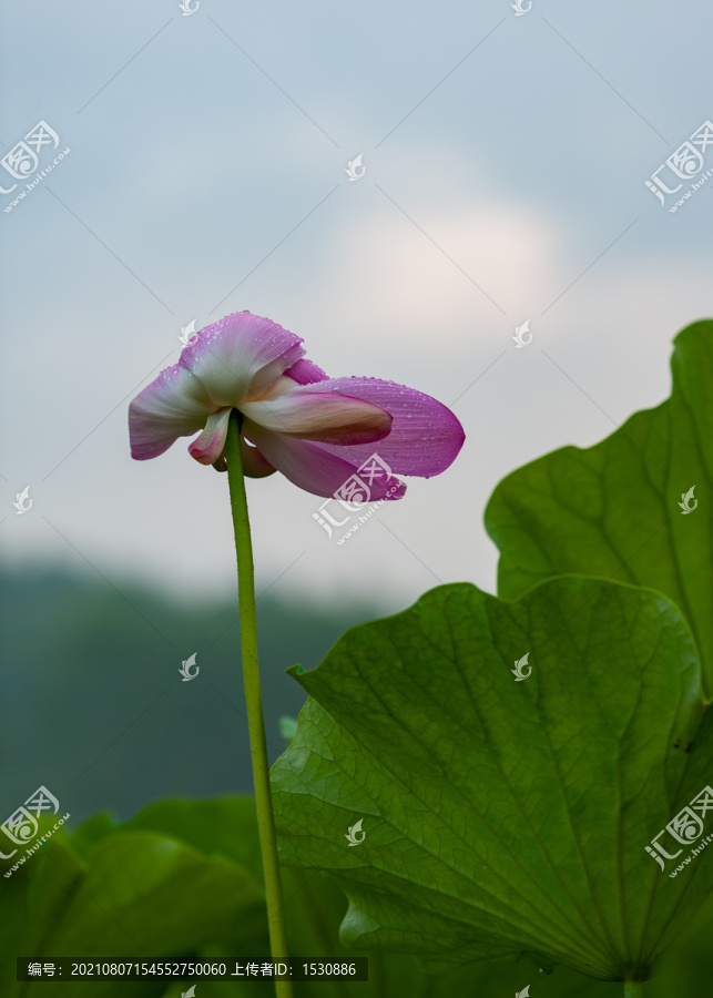 大雨过后的荷花