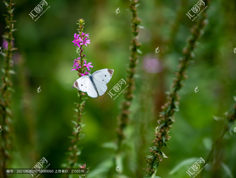 一只白蝴蝶在花丛中飞舞
