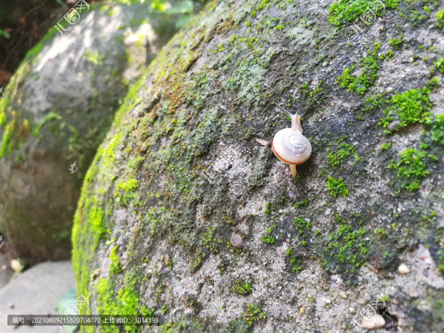 爬行的小蜗牛