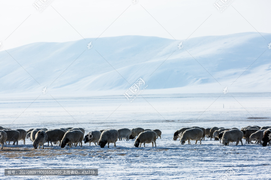 冬季草原雪原羊群