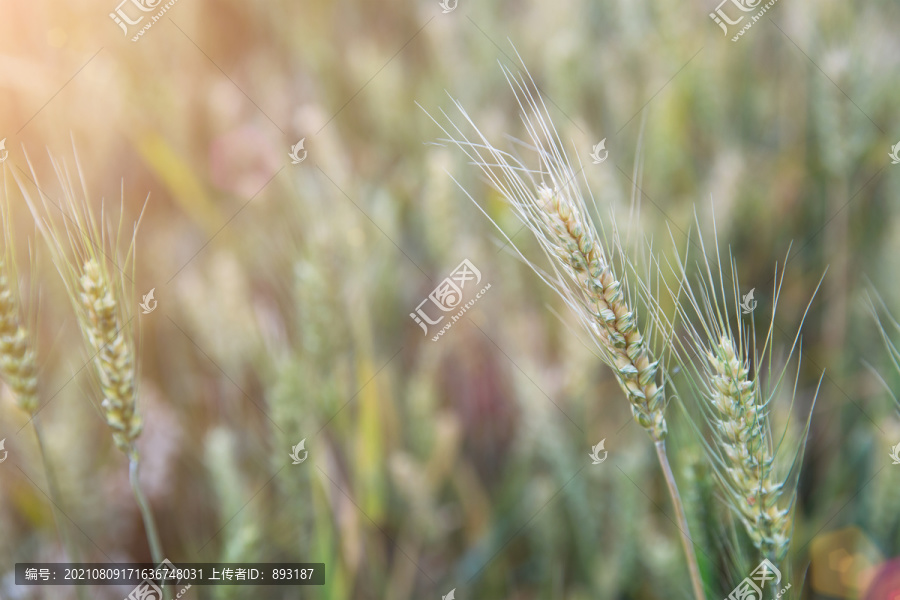 夏日户外即将成熟的农作物小麦