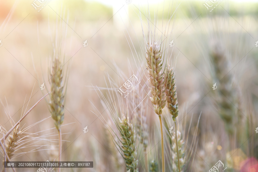 夏季麦田里即将成熟的小麦
