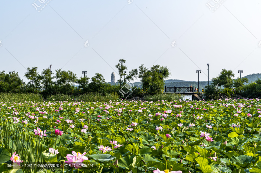 荷花盛开的长春净月潭公园风景