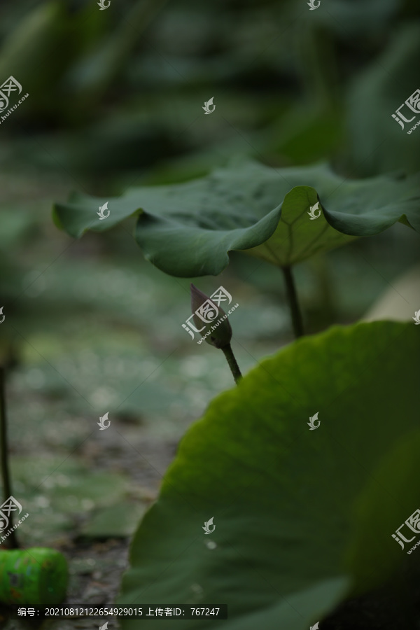 荷花荷叶花苞