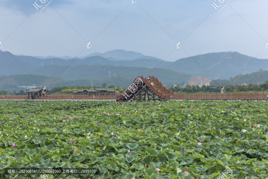 云南石屏异龙湖荷花拱桥自然风光