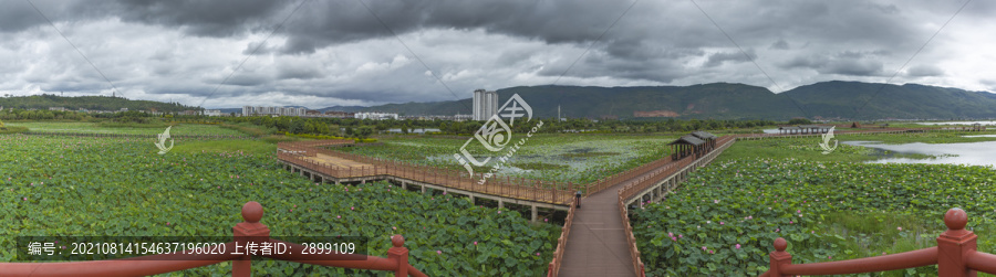 云南石屏异龙湖荷花观景道全景图