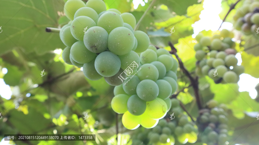 葡萄园里的优质酿酒葡萄水果葡萄