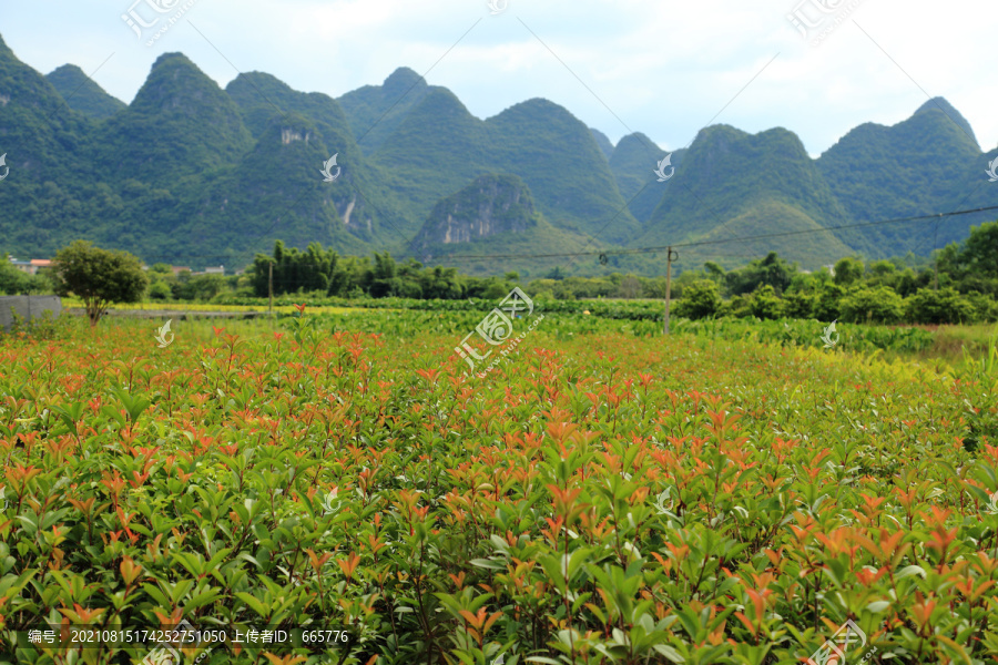 树苗种植基地