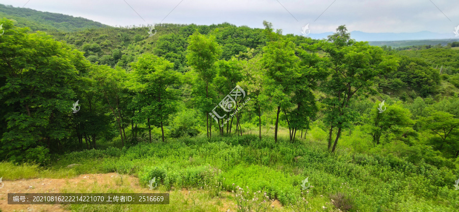 绿林满山