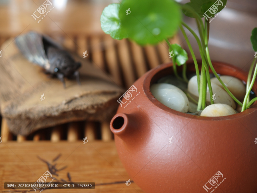 紫砂壶水培金钱草