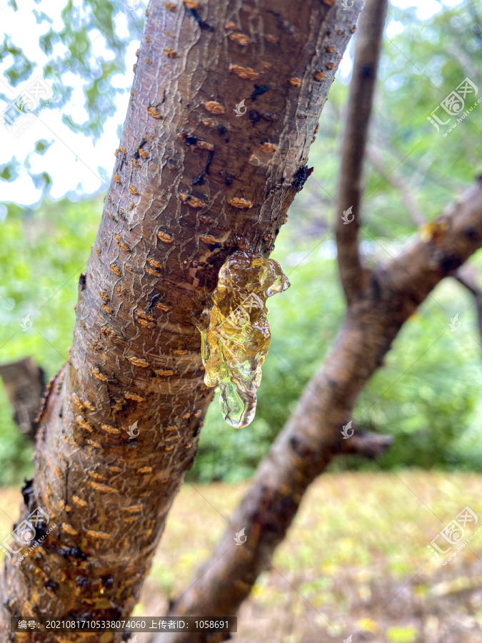 树木纹理