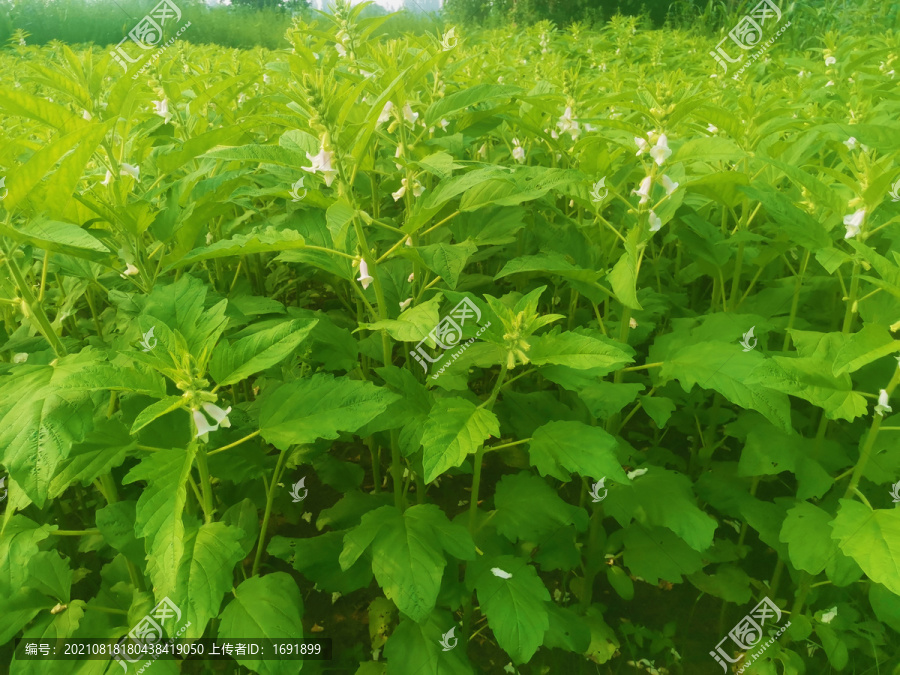 芝麻开花