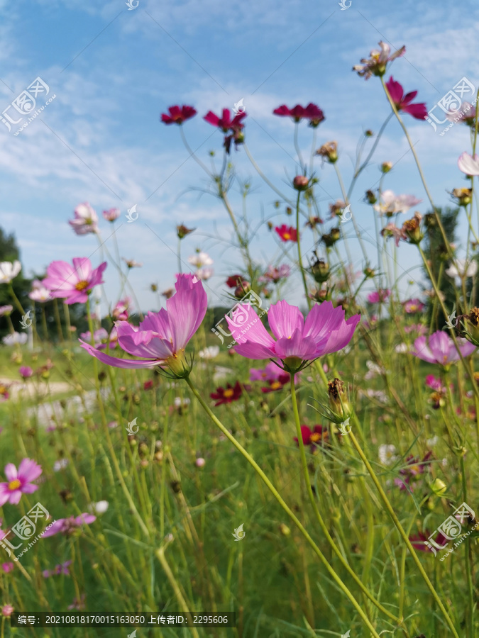 格桑花海