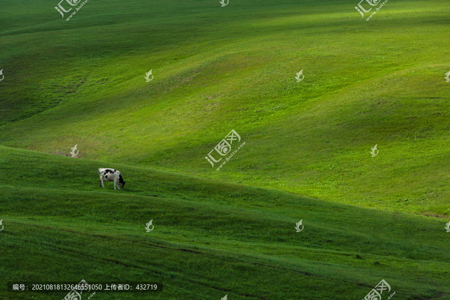 草原一头牛吃草