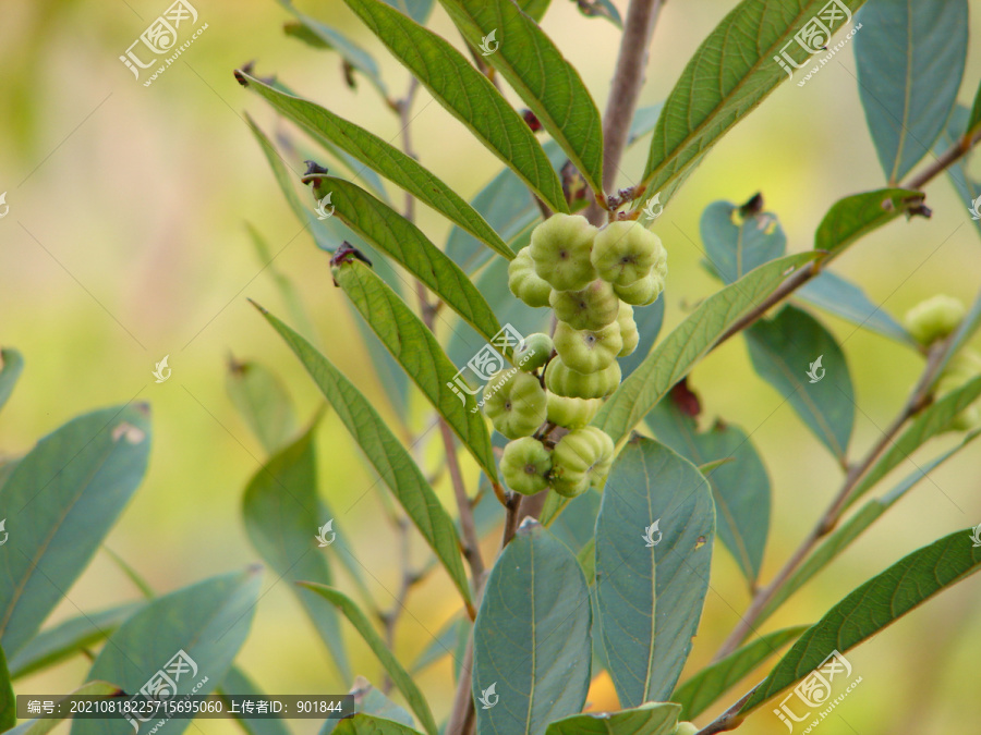 算盘子扁球状的蒴果