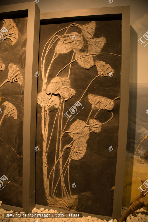 南京博物院里的海百合化石